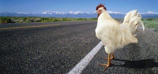 chicken crossing the road